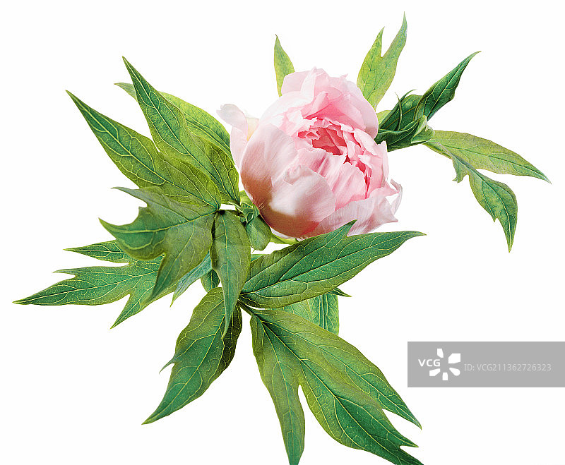 牡丹花图片素材