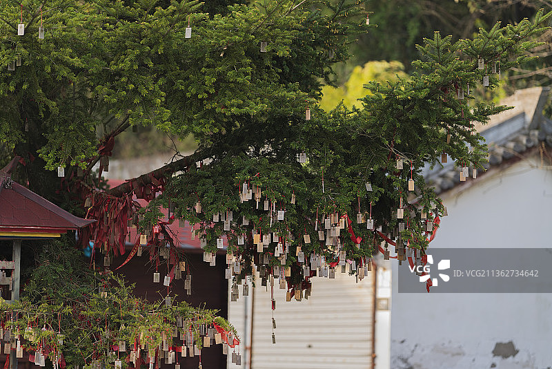 许愿牌树图片素材