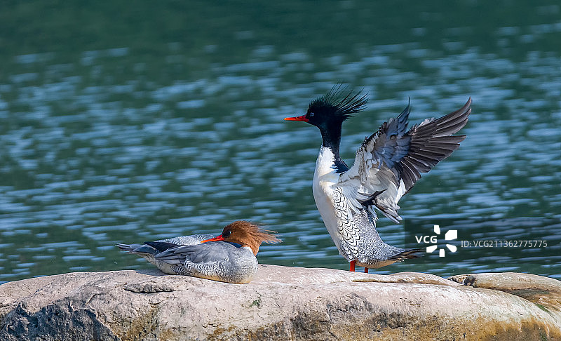 重庆江津区綦河，中华秋沙鸭来此越冬图片素材