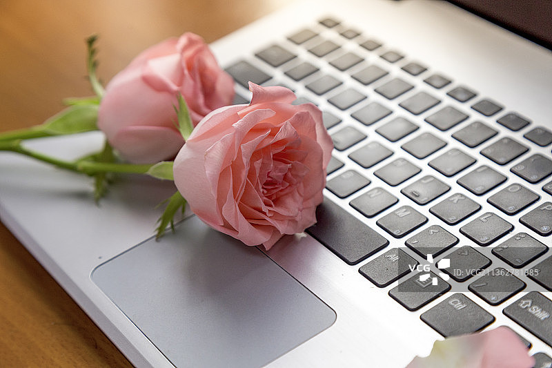 笔记本电脑上放着两朵粉红色玫瑰花图片素材