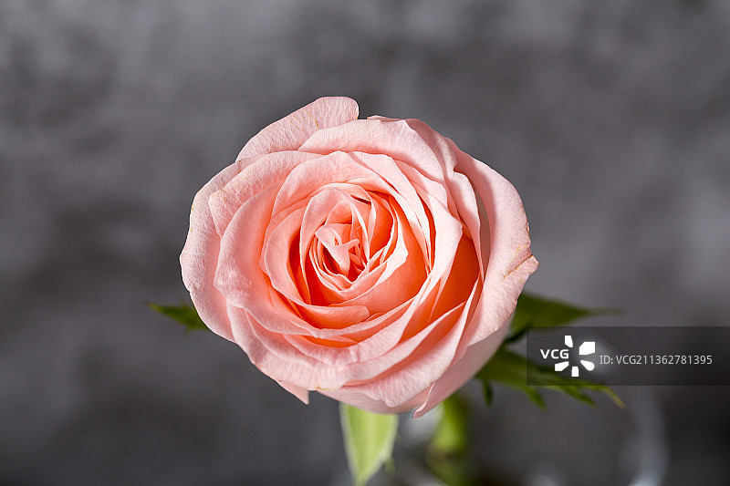 深灰色背景下一朵盛开的粉红色玫瑰花图片素材