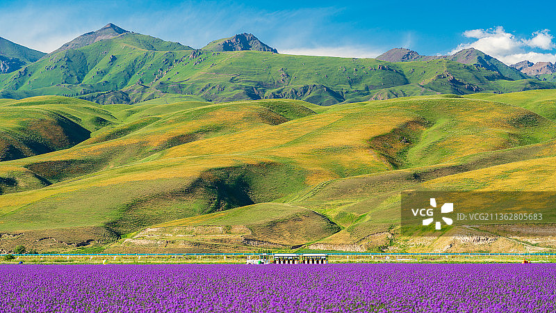 那拉提花海图片素材