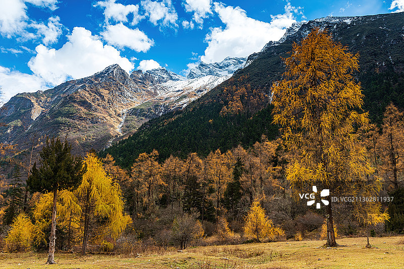 四川，阿坝，理县，毕棚沟，冷杉，雪山，湖，原始森林，世界自然遗产，秋天图片素材