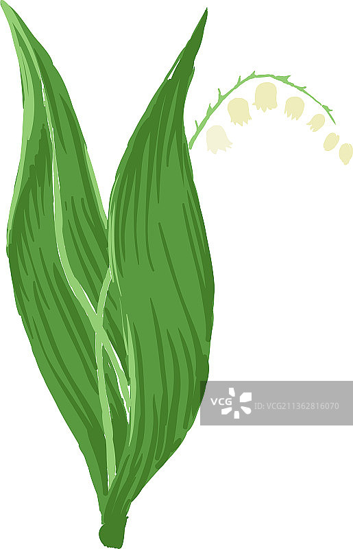春季铃兰草本植物图片素材