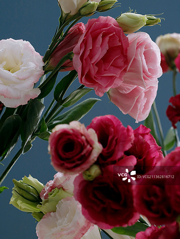 鲜花洋牡丹色彩图片素材