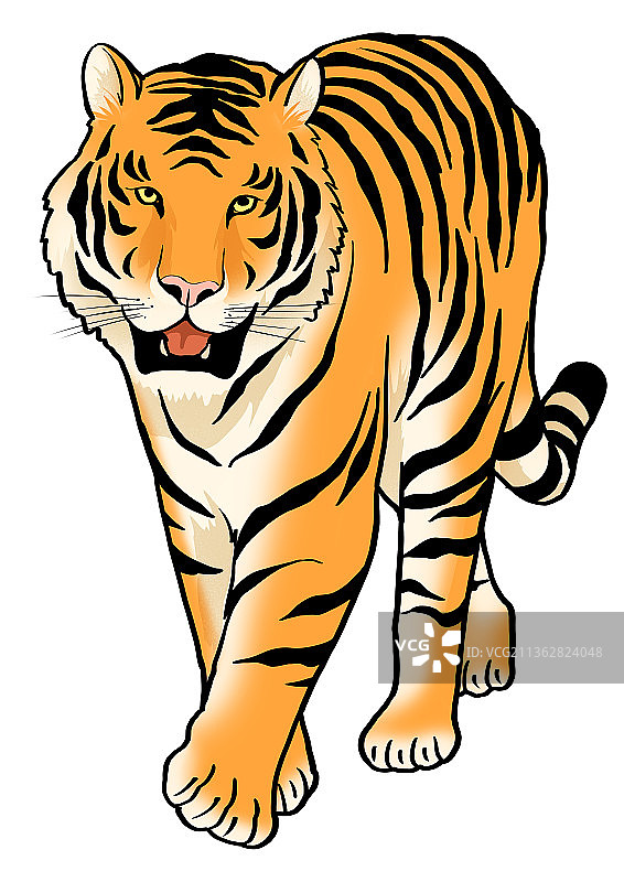 老虎图片素材