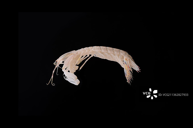 皮皮虾 虾蛄 螳螂虾图片素材