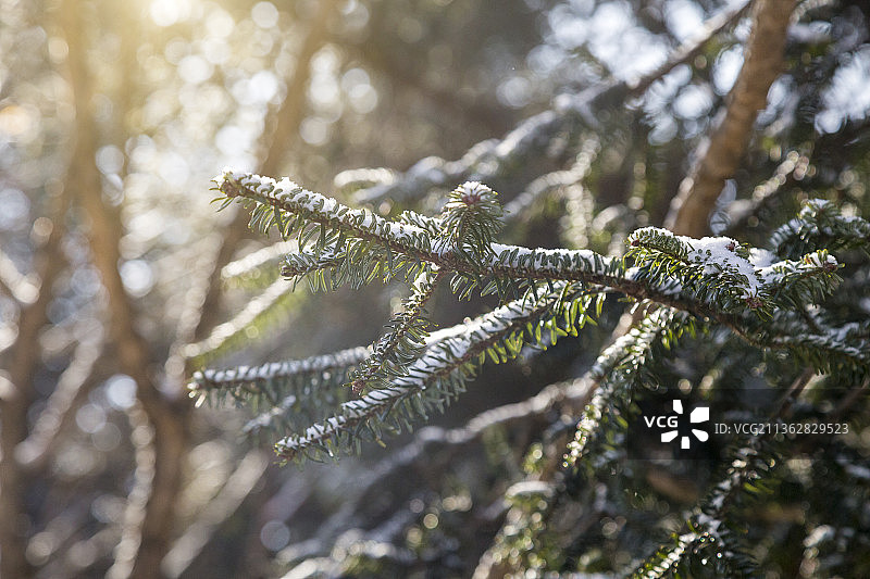冬天挂着积雪的松树图片素材