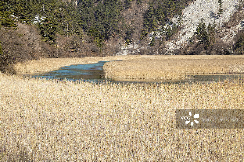 中国四川阿坝九寨沟芦苇海景观图片素材