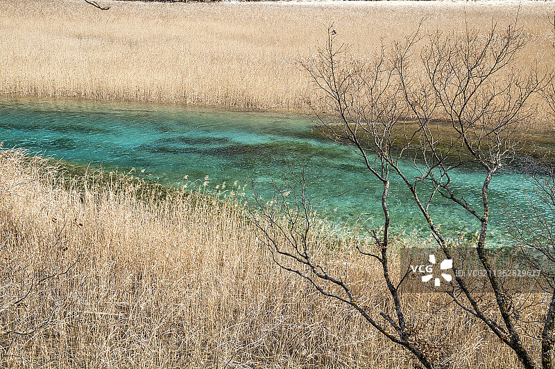 中国四川阿坝九寨沟芦苇海景观图片素材