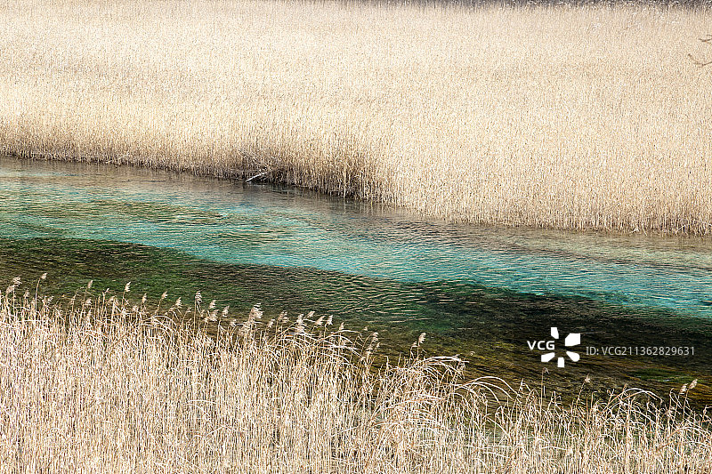 中国四川阿坝九寨沟芦苇海景观图片素材