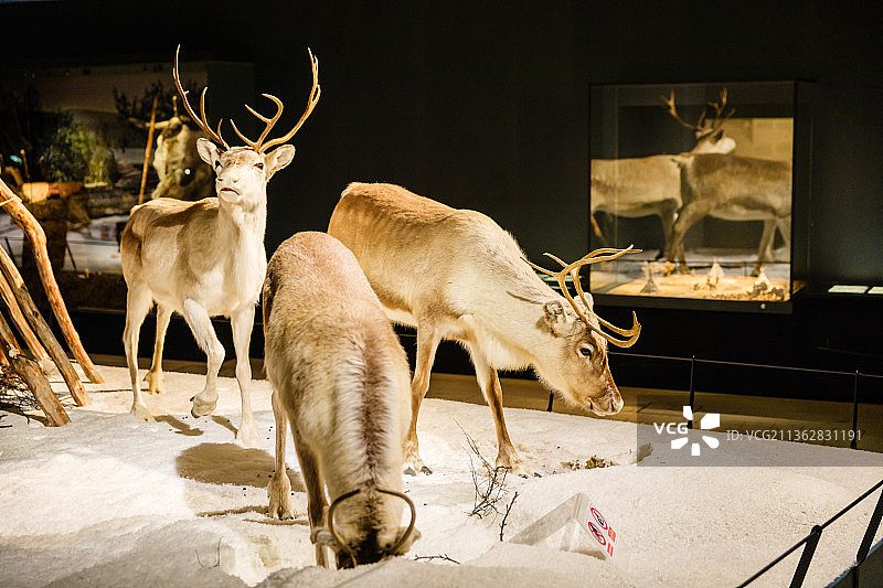芬兰拉普兰罗瓦涅米北极博物馆图片素材