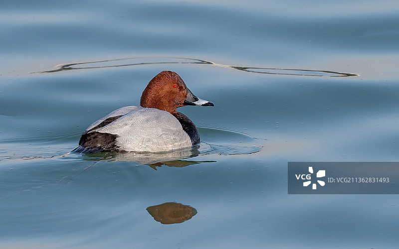 红头潜鸭图片素材