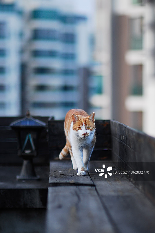 行走的猫正视角特写图片素材