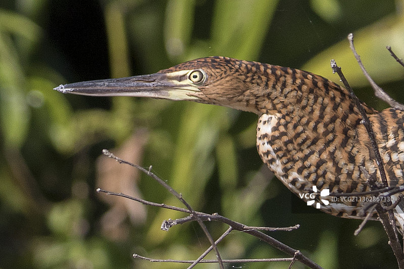 棕虎鹭幼鸟特写图片素材