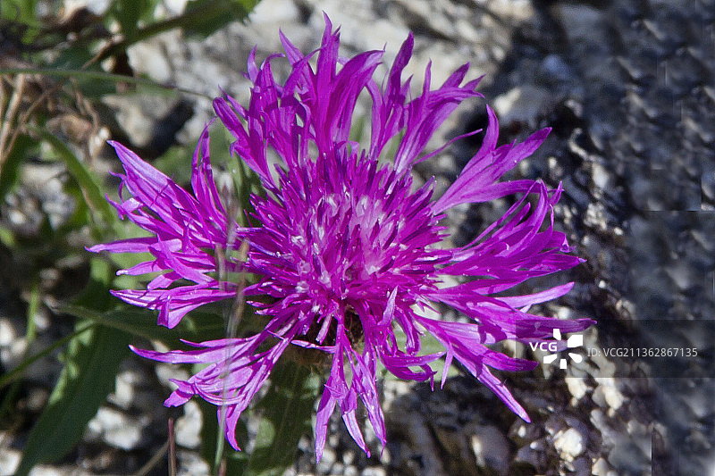 山地矢车菊图片素材