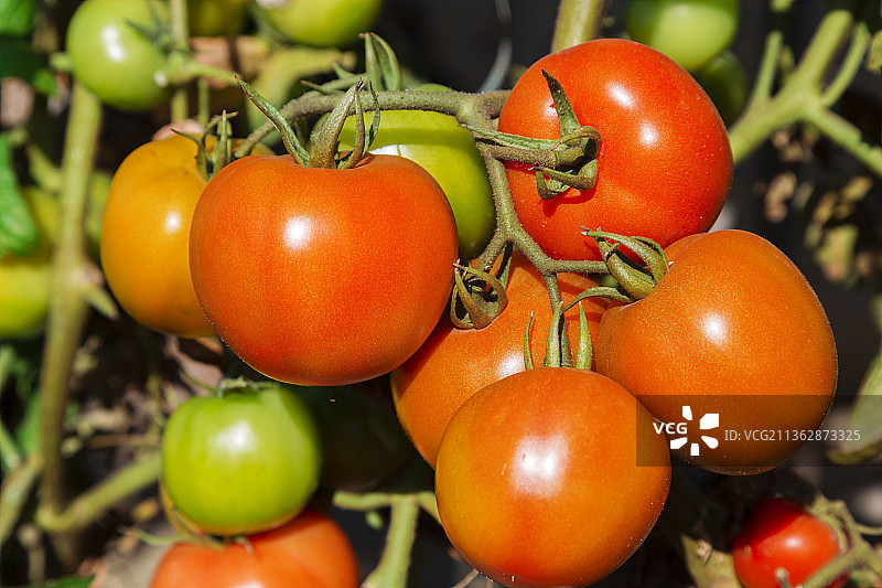 有机作物西红柿户外种植图片素材