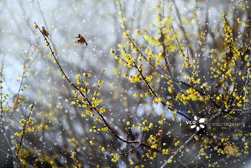 腊梅迎春图片素材