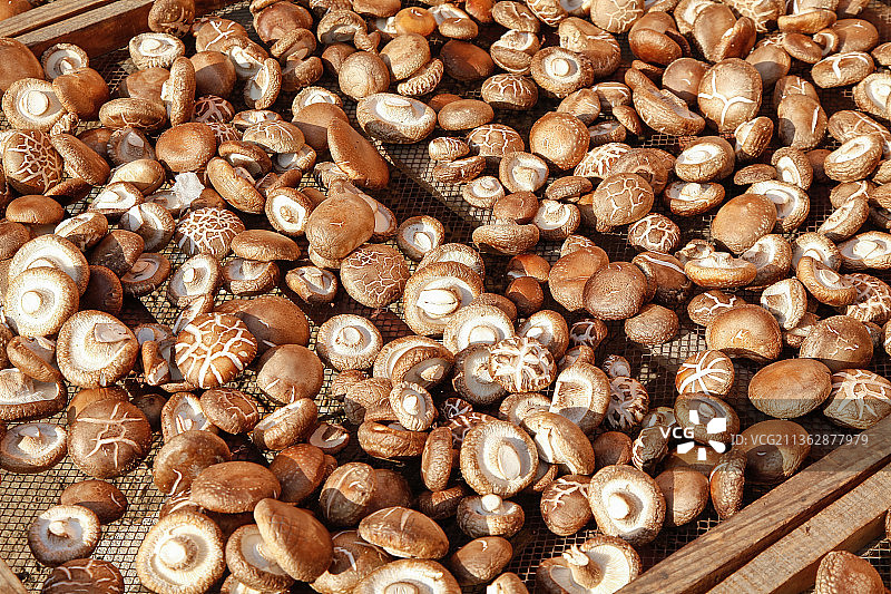 凉晒着花菇图片素材