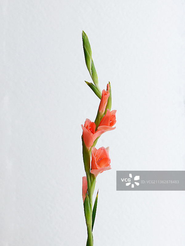 鲜花剑兰白底图图片素材