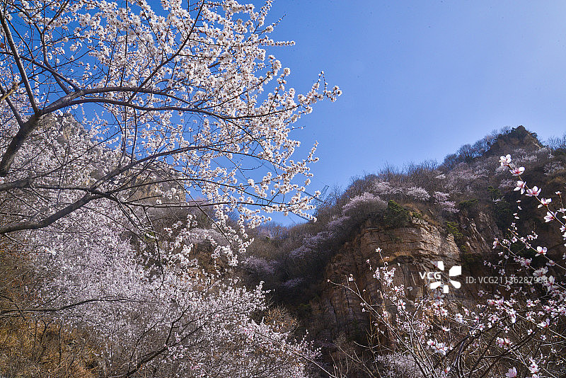 山花烂漫图片素材