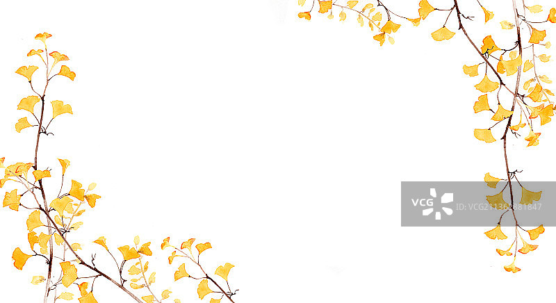 花朝节水彩横幅展板银杏叶图片素材
