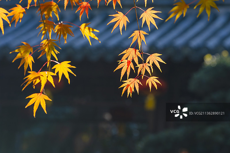 南京栖霞山枫叶季Qixia Mountain图片素材