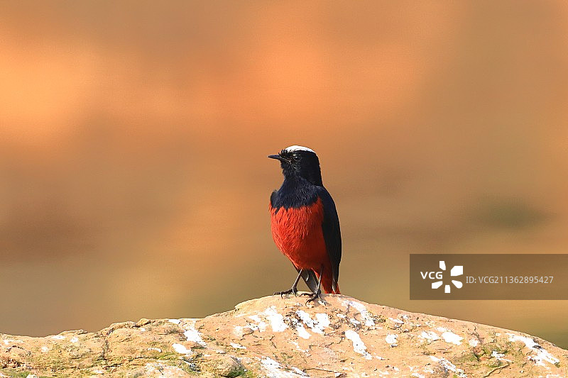 白顶溪鸲图片素材