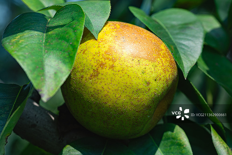 苏州高新区通安镇树山村特产水果树山翠冠梨图片素材