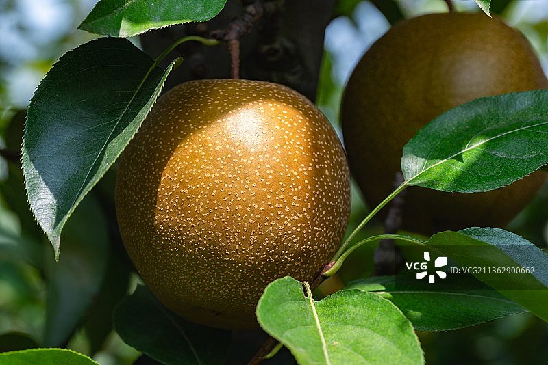 苏州高新区通安镇树山村特产水果树山翠冠梨图片素材