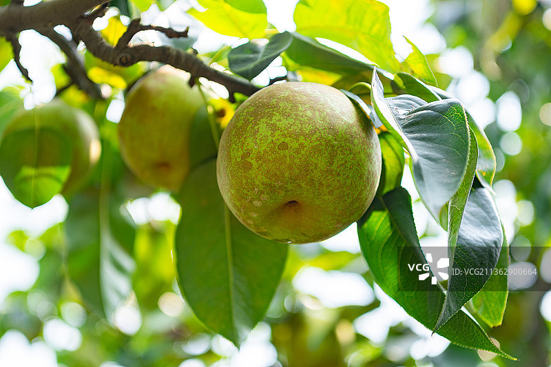 苏州高新区通安镇树山村特产水果树山翠冠梨图片素材