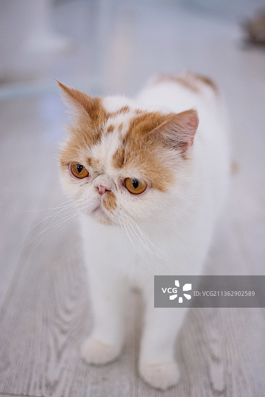 呆萌可爱的加菲猫图片素材