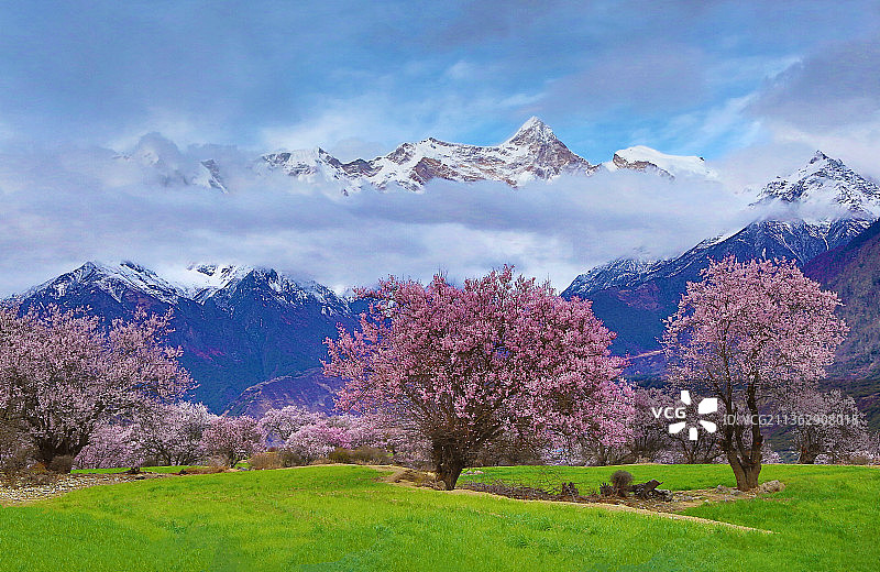 四月西藏林芝索松村的桃花图片素材