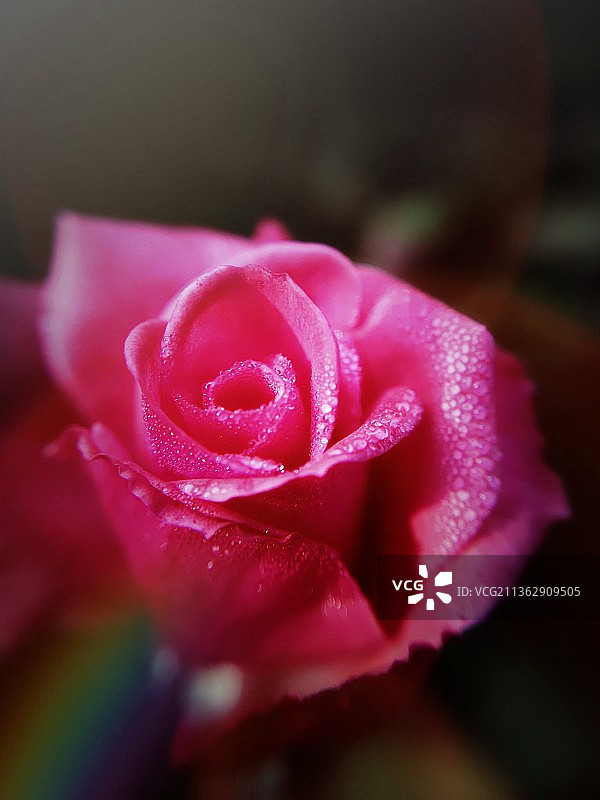 玫瑰露图片素材