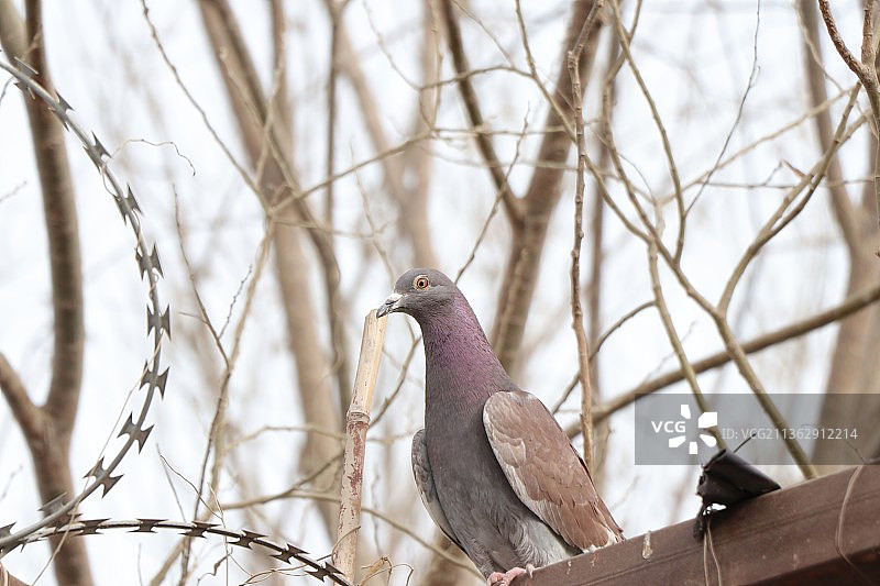 信鸽的好奇心图片素材
