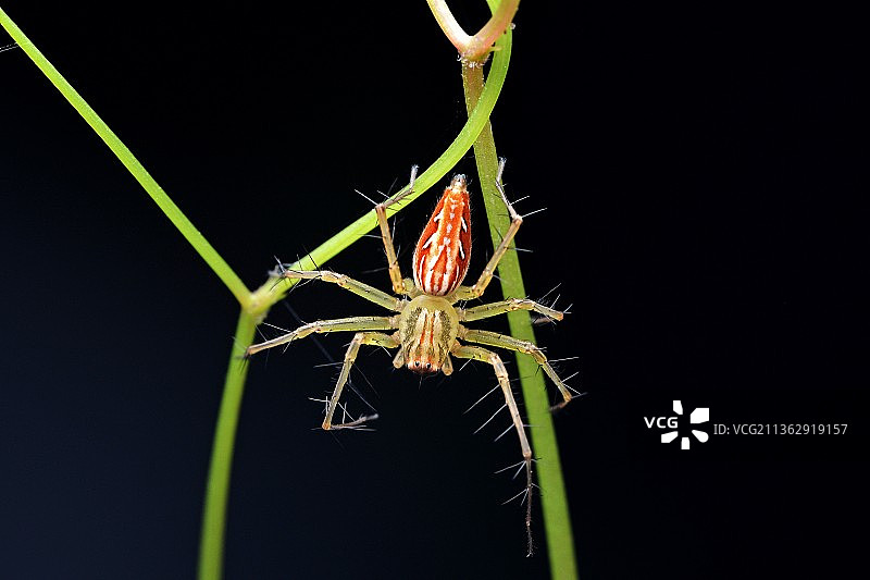 猫蛛，蜘蛛图片素材