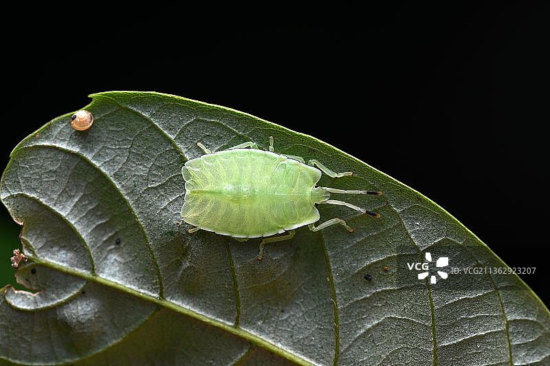 荔枝蝽图片素材