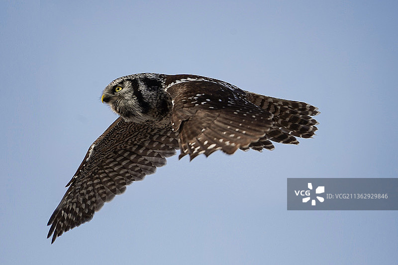 猛鸮 Northern Hawk-owl图片素材