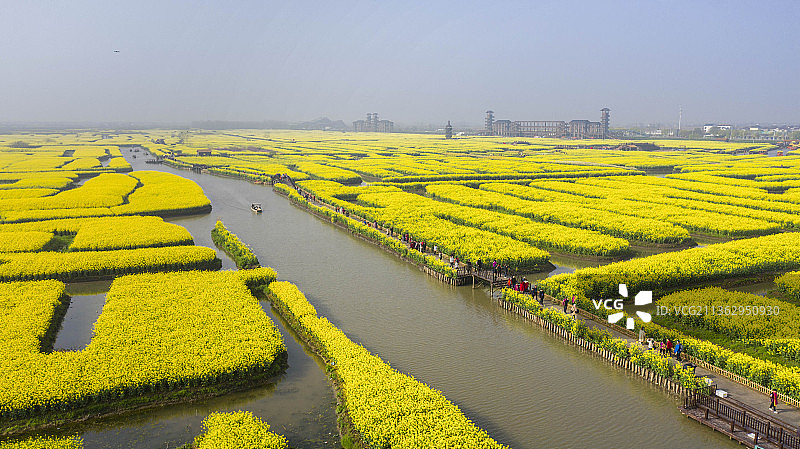 江苏泰州兴华油菜花田的春天图片素材