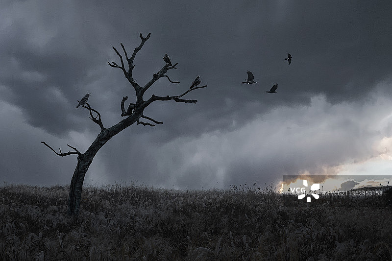 枯藤老树昏鸦图片素材