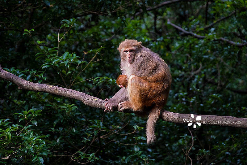 森林里多姿多样的猴子图片素材