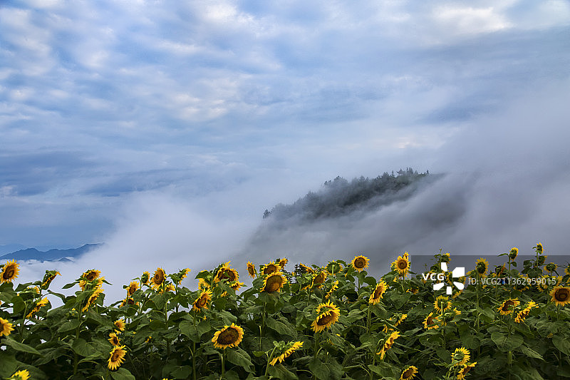 向日葵图片素材