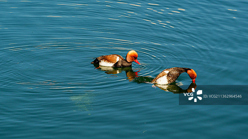 携侣伴游图片素材