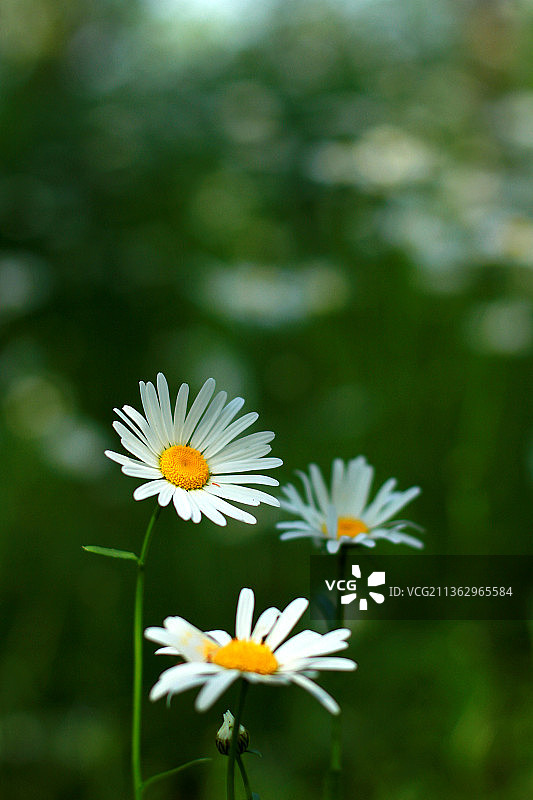 路边的雏菊图片素材
