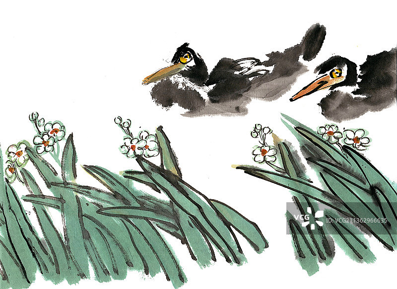 游泳的水鸟图片素材