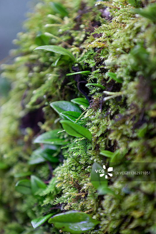 野生植物图片素材