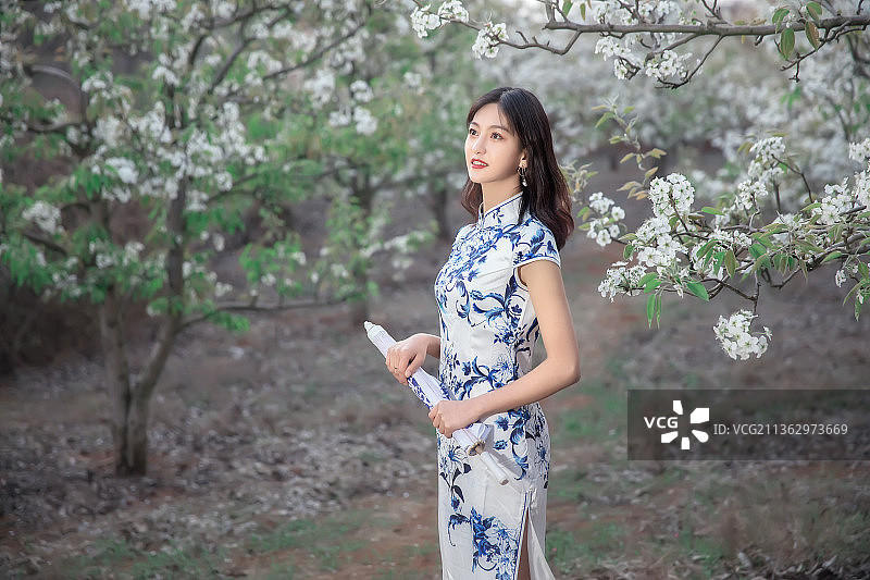 梨花又开放2图片素材