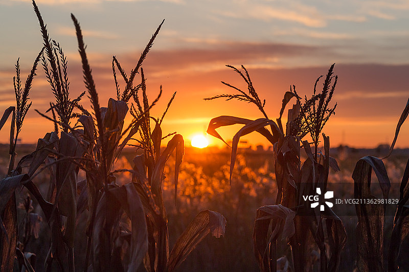 日落时逆光下玉米地剪影图片素材