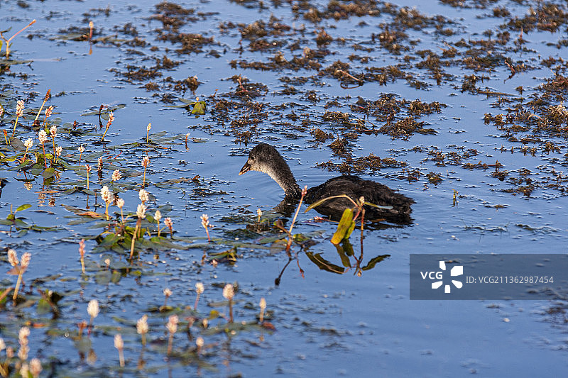 花湖风光图片素材