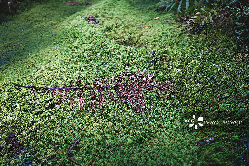 新西兰国花绿色植物银蕨特写图片素材